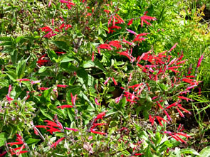 Salvia elegans